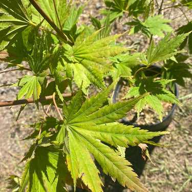 Acer shirasawanum 'Palmatifolium' Full Moon Japanese Maple - Maple Ridge Nursery